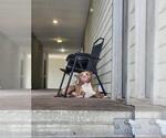 Small Mutt