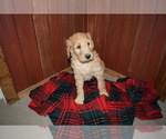 Small Photo #3 Goldendoodle Puppy For Sale in RITTMAN, OH, USA