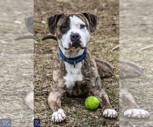 Rocky (the Brindle) - Male Mutt Dog for Adoption - Photo #14