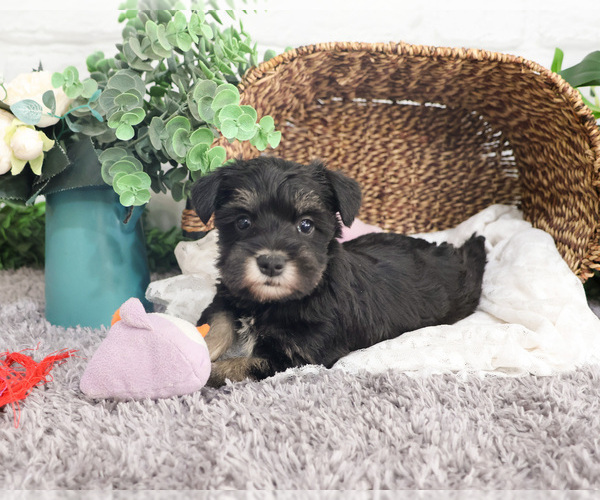 Medium Photo #17 Schnauzer (Miniature) Puppy For Sale in SYRACUSE, IN, USA