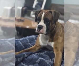 Father of the Boxer puppies born on 12/30/2025