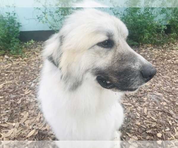 Medium Photo #1 Great Pyrenees Puppy For Sale in PLANT CITY, FL, USA