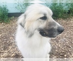 Small Photo #1 Great Pyrenees Puppy For Sale in PLANT CITY, FL, USA