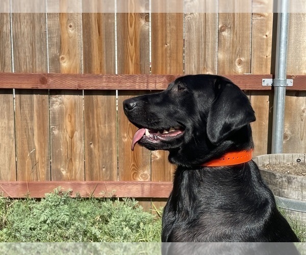 Medium Photo #28 Labrador Retriever Puppy For Sale in REDDING, CA, USA