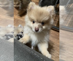 Puppy Mr Fluffy Pomeranian