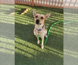 CHILI - Female Mutt Dog for Adoption - Photo #2