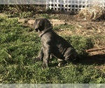 Small Photo #13 Neapolitan Mastiff Puppy For Sale in BRISTOW, VA, USA
