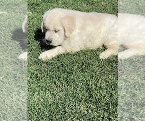 Golden Retriever Puppy for sale in SCOTTSDALE, AZ, USA