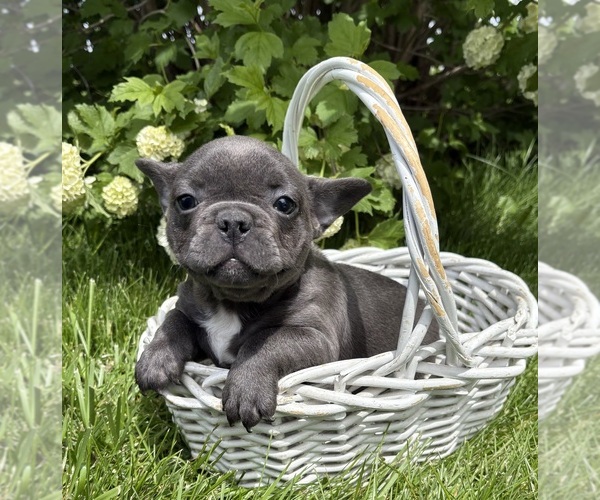 Medium Photo #4 French Bulldog Puppy For Sale in MIDDLEBURY, IN, USA
