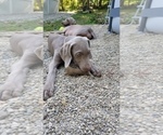 Small Photo #14 Weimaraner Puppy For Sale in BLOOMINGTON, IN, USA