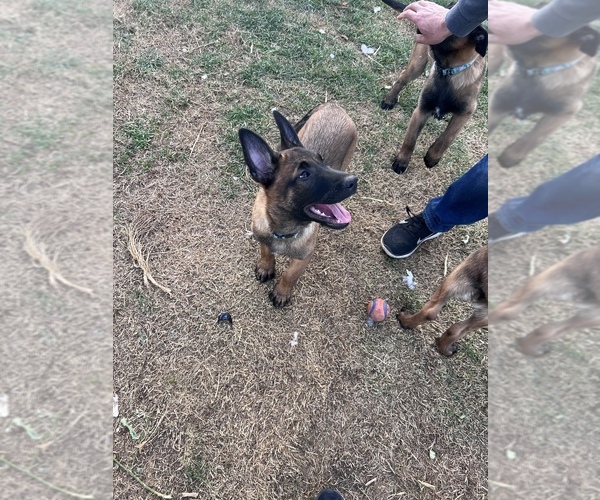 Medium Photo #7 Belgian Malinois Puppy For Sale in WEST HILLS, CA, USA