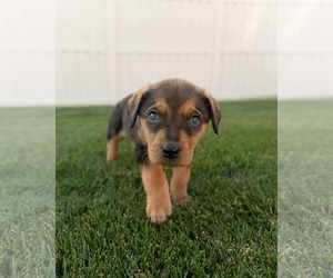 Border-Aussie Dogs for adoption in MIDWAY, UT, USA