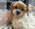 Puppy Puppy 1 Shorkie Tzu