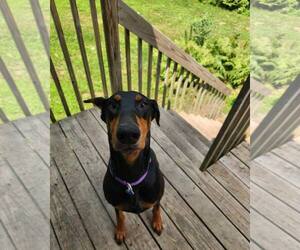 Doberman Pinscher Dogs for adoption in Buffalo, MN, USA