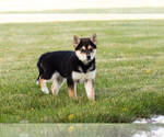 Puppy Lacy Shiba Inu
