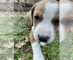 Small Photo #5 Basset Hound-Mountain Cur Mix Puppy For Sale in HARTSHORN, MO, USA