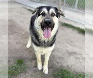 German Shepherd Dog-Unknown Mix Dogs for adoption in Modesto, CA, USA