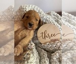 Small Photo #5 Goldendoodle (Miniature) Puppy For Sale in JENKS, OK, USA