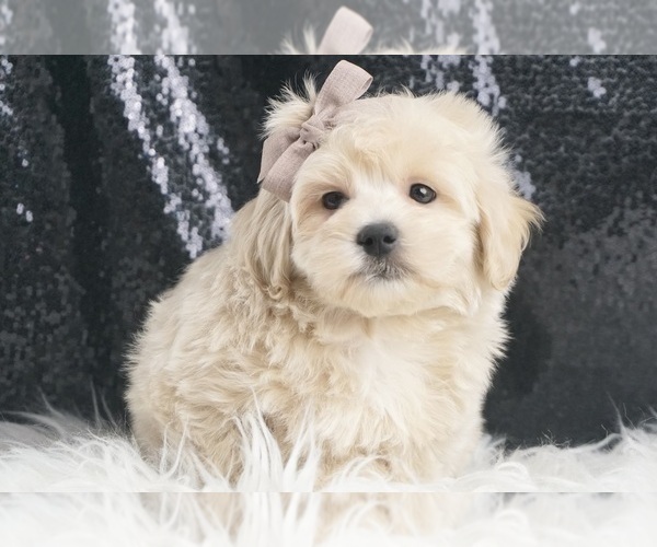 Medium Photo #3 Maltipoo Puppy For Sale in WARSAW, IN, USA