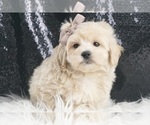Small #2 Maltipoo