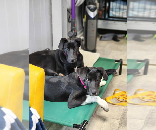 Medium Photo #4 Great Dane-Unknown Mix Puppy For Sale in garner, NC, USA