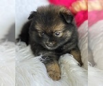 Small #8 Pomeranian