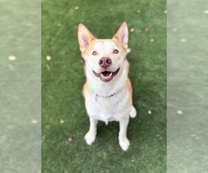 Ace - Male Siberian Husky-Unknown Mix Dog for Adoption - Photo #6