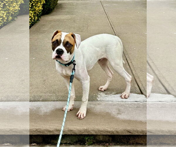Medium Photo #5 Boxer-Unknown Mix Puppy For Sale in Dumont, NJ, USA