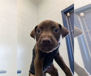 Labrador Retriever Dogs for adoption in Corpus Christi, TX, USA