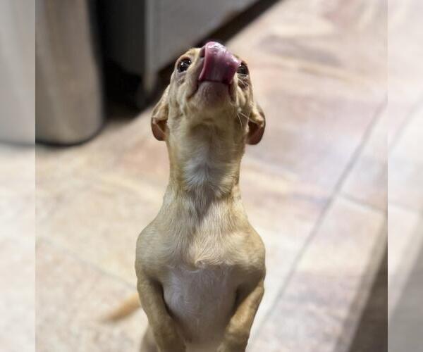 Medium Photo #3 Chihuahua-Unknown Mix Puppy For Sale in Yardley, PA, USA