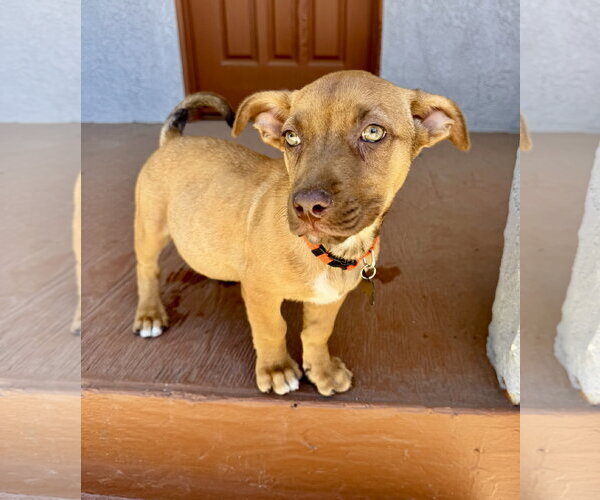 Medium Photo #3 Chihuahua-Unknown Mix Puppy For Sale in Marina Del Rey, CA, USA