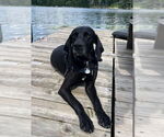 Small #1 German Shorthaired Pointer Mix