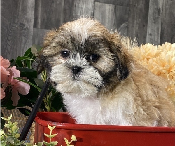 Medium Photo #3 Shih Tzu Puppy For Sale in CANOGA, NY, USA