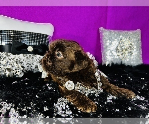 Medium Photo #21 Shih Tzu Puppy For Sale in HAYWARD, CA, USA