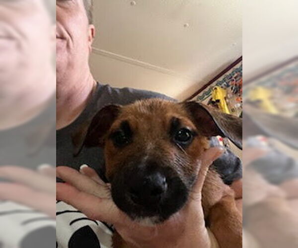 Medium Photo #3 American Staffordshire Terrier-Unknown Mix Puppy For Sale in columbia, SC, USA