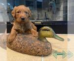 Puppy 2 Labradoodle
