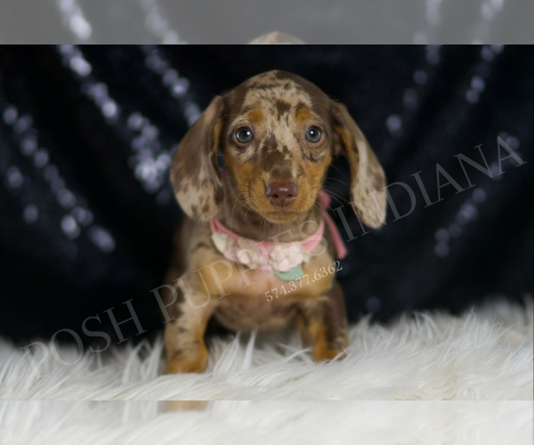 Medium Photo #62 Dachshund Puppy For Sale in WARSAW, IN, USA