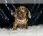 Puppy gypsy AKC Dachshund