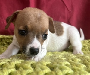 Jack Russell Terrier Puppy for sale in UNITY, NH, USA