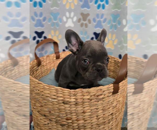 Medium Photo #20 French Bulldog Puppy For Sale in SPRING, TX, USA
