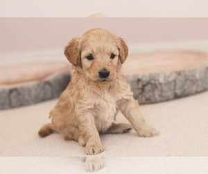 Goldendoodle Puppy for sale in CARLOCK, IL, USA