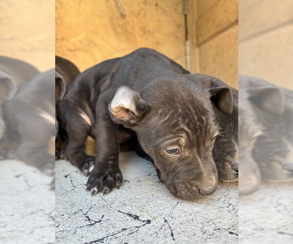 Medium Photo #1 Mutt Puppy For Sale in Oklahoma City, OK, USA