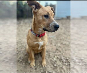 Labrador Retriever-Unknown Mix Dogs for adoption in Fort Worth, TX, USA