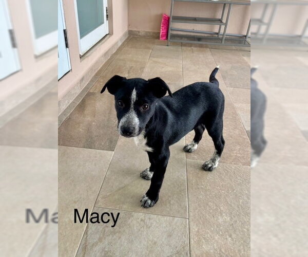 Medium Photo #4 Lab-Pointer Puppy For Sale in Jefferson, NJ, USA