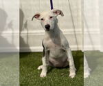 Small #3 Mutt