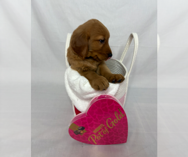 Medium Photo #2 Golden Retriever Puppy For Sale in ORLANDO, FL, USA