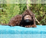 Small #25 ShihPoo