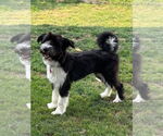 Small #10 Mutt