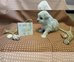 Puppy Oscar Maltipoo (Miniature)