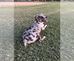 Small #4 Miniature Australian Shepherd